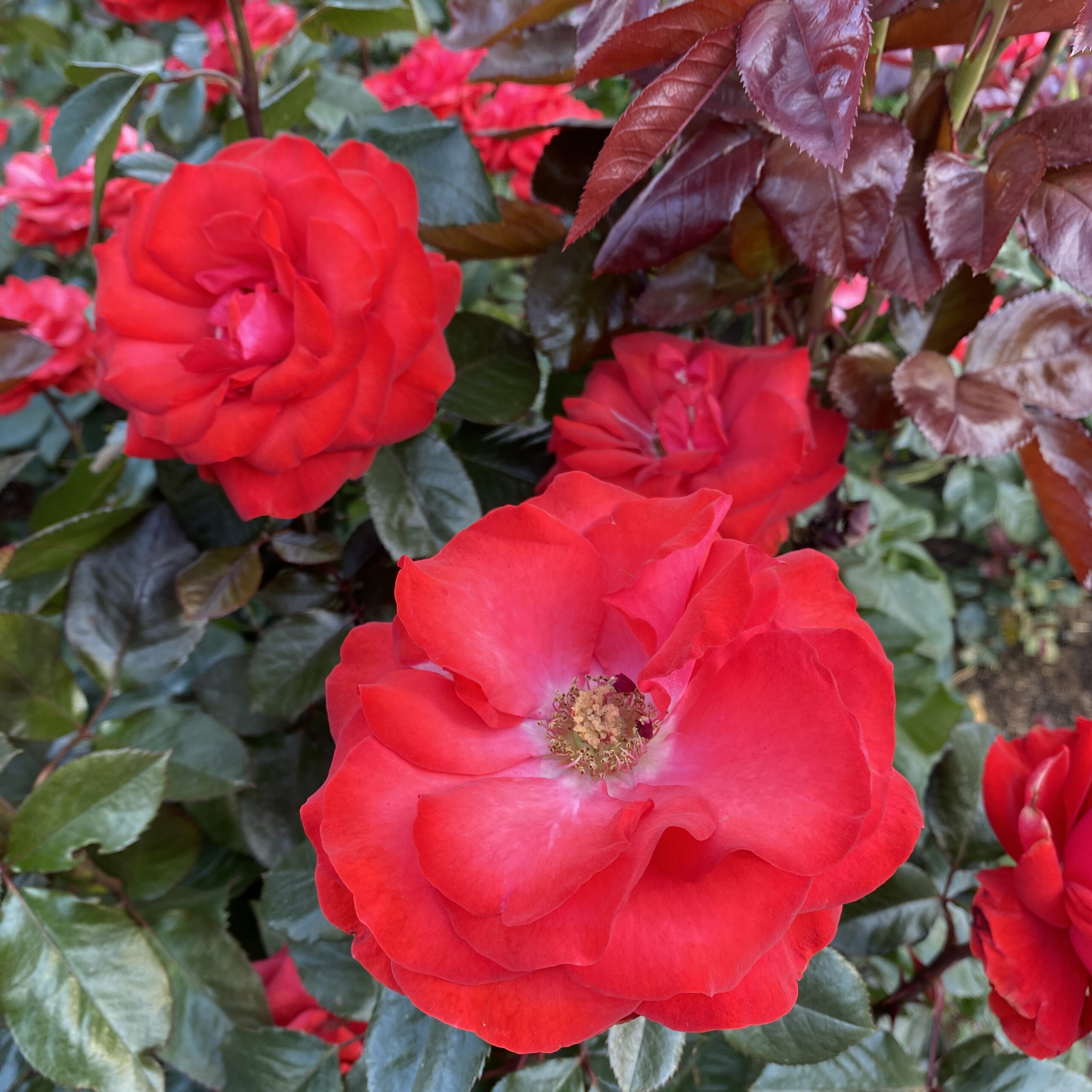 Holly Street Dental Rose